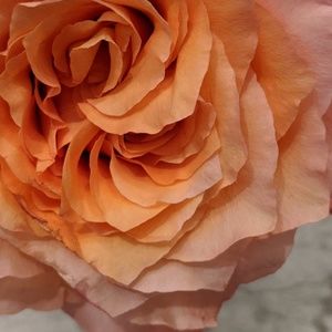 Meet your Posher, Wini